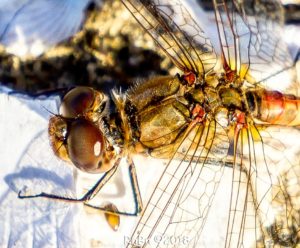 At Hodson Street - The eyes of a dragonfly ©2018